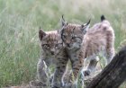 Rare Sight: Lynx Kitten and Mom Spotted on Colorado Trail Cam