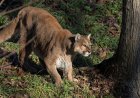 Coyotes Yip Wildly as Mountain Lions Pass Through Campground