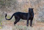 Trail Cam Captures Footage of Rare Black Leopard in Nepal