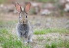 ‘Bro, Why?’: Aghast Bystander Films Bunny vs. Snake Battle