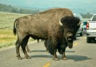 Tourists Stand Three Feet From Bison at Yellowstone (Video)