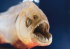 Young Angler Shocked to Catch a Piranha in Pennsylvania Lake