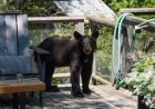 Viral Video: Baby Bear Snatches Trash Can From Cabin Balcony