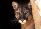 ‘I Hate It When Cougars Hunt You’: Mountain Lion Stalks Hikers