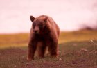 Yosemite Visitors Stoked to See a Bear (Hear Their Reaction)