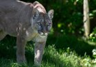 Hiking PSA: Not All Chirps Are Birds (Could Be a Mountain Lion)