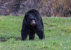 Bear Breaks Through Cabin Window in Lake Tahoe (Video)