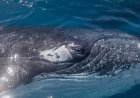 WATCH: Massive Whale Lunges for Fish Right Next to Small Boat