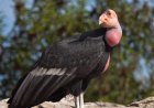 Endangered California Condors Photo Bomb Remote Camera