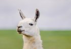 Random Llama Strolls Around California Preserve (Video)