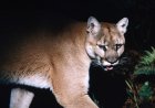 Park Ranger Walks Through What to Do If You See a Cougar