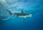 Drone Records Rare Hammerhead Shark off California Coast
