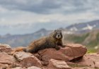 The Inaugural ‘Fat Marmot Week’ Is About to Begin