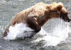 This Brown Bear’s Fishing Method Is Downright Hilarious (Video)
