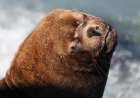 Massive Sea Lion Boards Docked Fishing Boat, Steals Bait Box