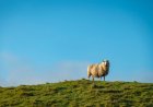 WATCH: Bizarre Goose vs. Sheep Battle in New Zealand