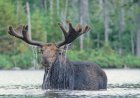 Moose Visits Pond for a Swim at Utah Resort (Video)
