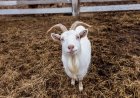 WATCH: Goats Hop on City Bus in Hilarious Viral Video