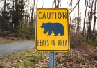 There Were Four Bear Attacks in Colorado Last Week