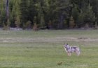 WATCH: Wolf Follows Man at Yellowstone National Park