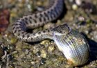 ‘Thankssss!’: Sneaky Snake Steals Fish from Angler (Video)