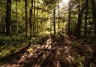Name That Creature: Hikers Share Trail With Mystery Animal
