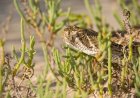Man Spots Rattlesnake on Southern California Beach (Video)