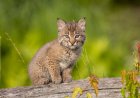 WATCH: Baby Bobcats Play With a Snake in Front of Trail Cam