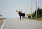 Viral Video: Massive Moose Shows Who’s Boss on Alaska Highway