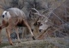 WATCH: Bear Breaks up Mule Deer Fight in Sequoia National Park