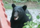 Elderly Woman Attacked by Bear in Her Colorado Home