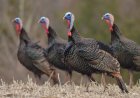 WATCH: Wild Turkeys Have Weird Vendetta Against Postal Worker