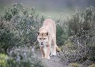 Skunk vs. Puma—An Unlikely Battle in Patagonia