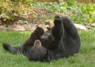 WATCH: Momma Bear Nurses Cub While Sitting in a Porch Chair