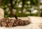 Massive Rattlesnake Invades Florida Golf Course (Video)