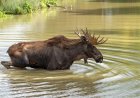 WATCH: Bull Moose Swims in Lake Near Glacier National Park