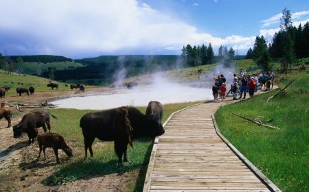 WATCH: Child Has Close Call With Bison at Yellowstone