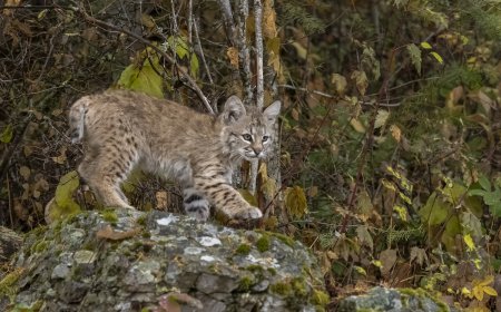 Sound on: Bobcat Kittens Get the Zoomies in Front of Trail Cam