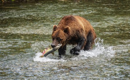 Viral Video: Grizzly Bear Photobombs Fisherman in Alaska