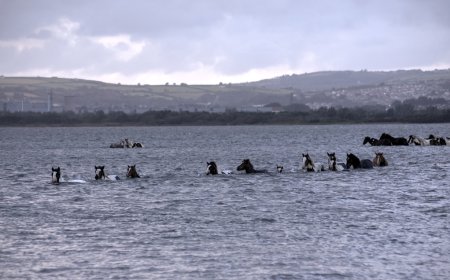 150 Wild Ponies Swim Across Channel in Virginia (Video)