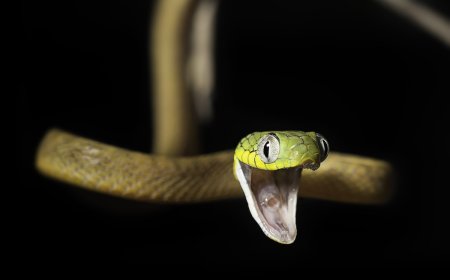 Snake ‘Jump Scares’ Rock Climber in Malaysia (Video)
