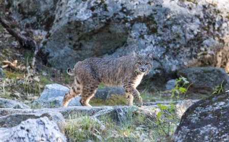 Bobcat Sits and Stares at Hikers on Popular Yosemite Trail