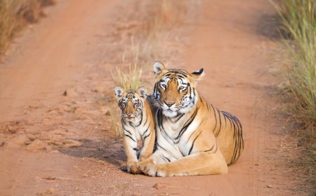 ‘Unforgettable’ Sighting: Tigress and Cubs Cross Road in India