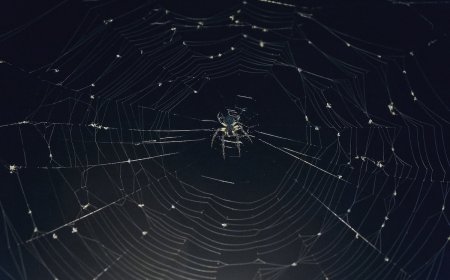 Woman Hospitalized From Spider Bites She Got While Camping