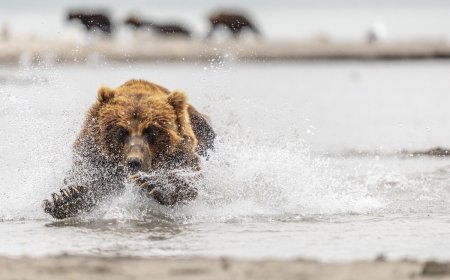 WATCH: Bear Chases Moose Calf in Alaska