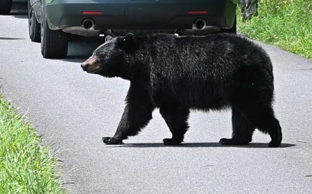 Black Bear Breaks Into Colorado Vehicle, Gets Stuck