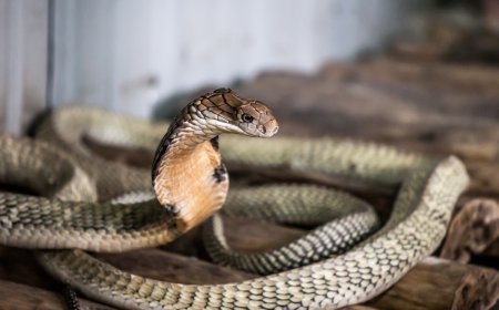 WATCH: King Cobra Hides out in Toilet, Scaring Resort Guest