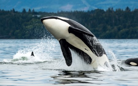 Orcas Show up in Triathlon’s Swim Course After Athletes Exit