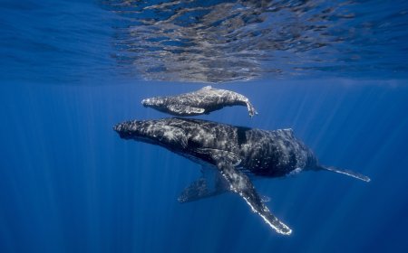 Incredible, Rare Footage: Drone Pilot Films Humpback Whale Birth