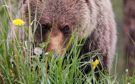 Hikers Come Across Bear and Moose at Jasper National Park Lake
